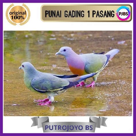 Jual BURUNG PUNAI GADING SEPASANG JANTAN BETINA bukan puter tekukur ...