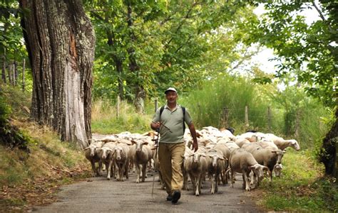 Transhumance