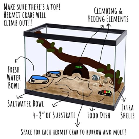 Hermit Crab Habitat Setup and Basic Needs - Hermit Crab Pets