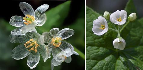 Skeleton Flower: A Complete Guide on How to Grow and Care for It | Bored Panda