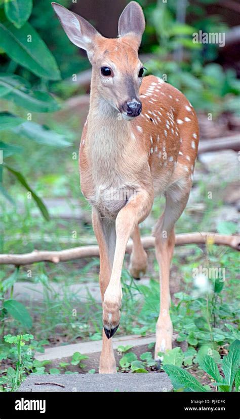 White-tailed Deer, Fawn Stock Photo - Alamy