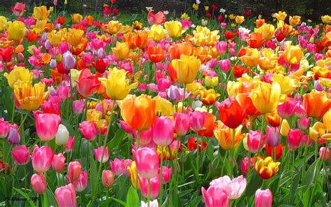 Rainbow of Tulips