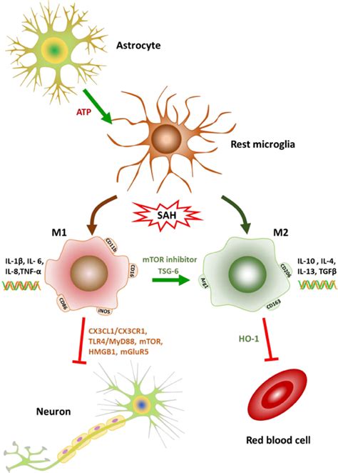 Microglial activation and polarization after subarachnoid hemorrhage