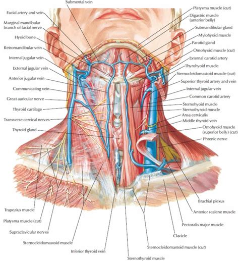 Neck dissection surgery, types, indications, risks & complications