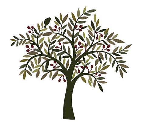 Best Olive Tree Illustrations, Royalty-Free Vector Graphics & Clip Art - iStock