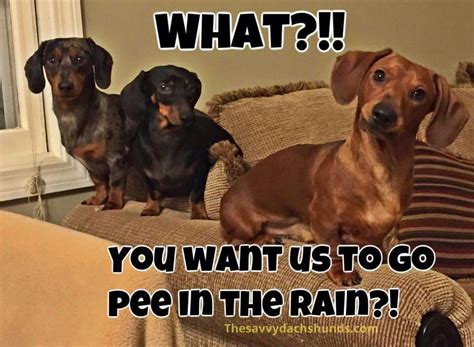 What?! You want us to go pee in the rain?! | Funny dachshund, Wiener ...