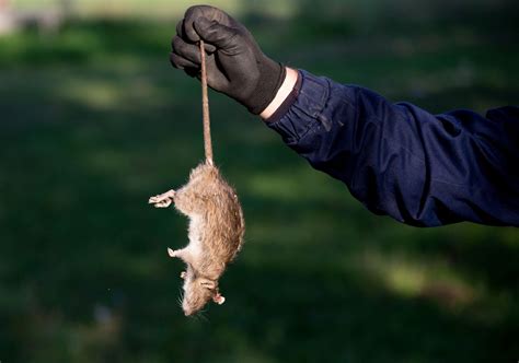 The Risks of Attempting DIY Rodent Removal