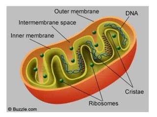 mitochondria and ATP production