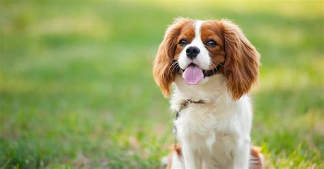 [12+] 5 Months Old Expensive Cavalier King Charles Spaniel Dog Puppy For Sale Or Adoption Near ...