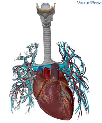 Glossary of the Circulatory System | Learn Circulatory Anatomy