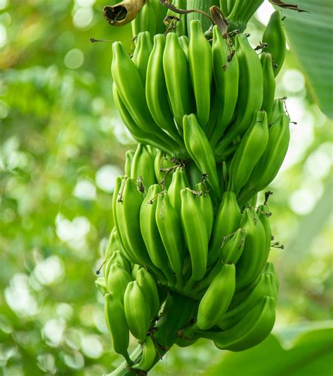 Growing Bananas Free Stock Photo - Public Domain Pictures