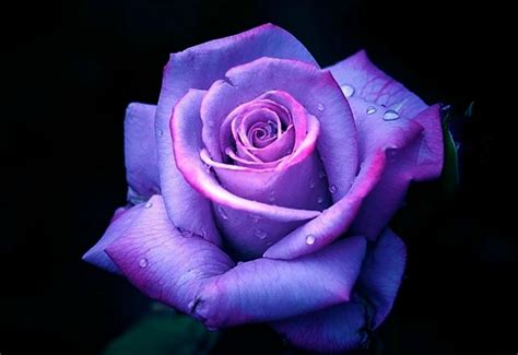 Purple Rose Wallpapers | Purple roses, Beautiful flowers photos, Purple ...