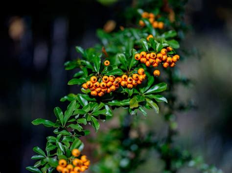 Firethorn Plants - Growing Firethorn Shrubs In The Landscape