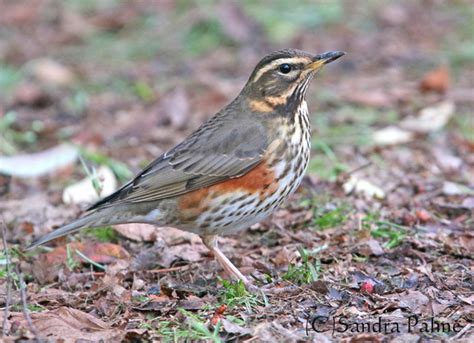 Redwing - bird photos by Sandra Palme