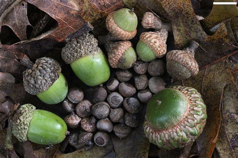 Acorns Aren't Just for Squirrels | Earth Native School