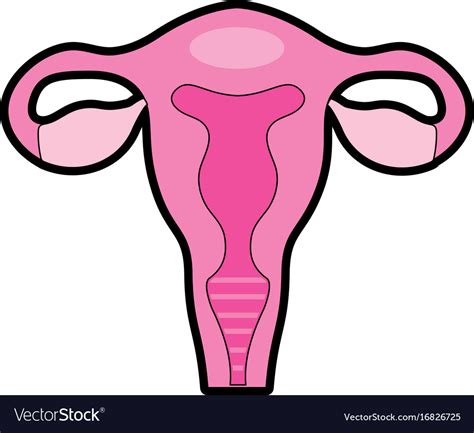 Fallopian tubes with uterus to human anatomy Vector Image