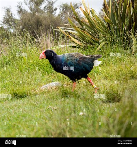 takahe and weka new zealand native birds explore the campsite along the ...