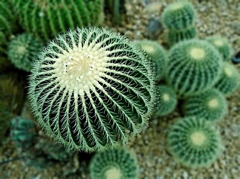 Top 10 Most Strange Desert Plants