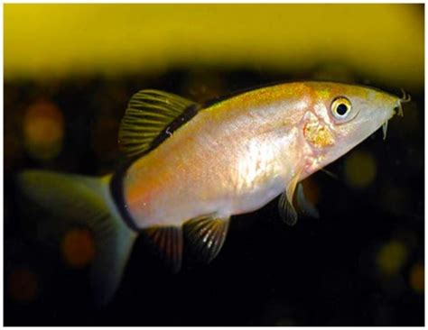 Skunk Botia Loach | Arizona Aquatic Gardens