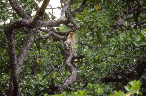 Life among the mangroves | Stories | WWF