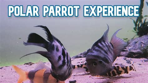 Polar Blue Parrot Cichlid | My Experience Keeping - YouTube