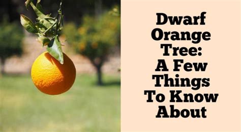 Dwarf Orange Tree: A Few Things To Know About