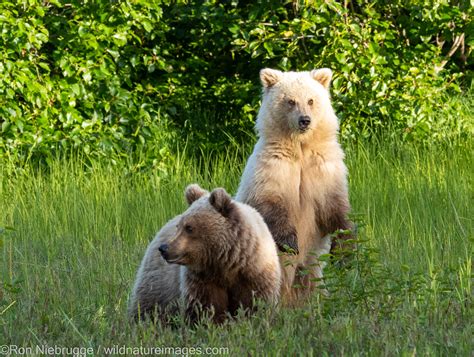 Grizzly Bear Cubs | Lake Clark National Park, Alaska. | Photos by Ron ...