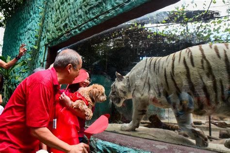 Malabon Zoo celebrates pets for Valentine's | ABS-CBN News