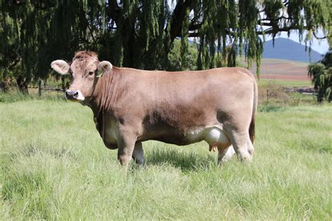 Braunvieh Cattle, South Africa