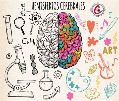 Trabaja la integración de tus hemisferios cerebrales y mejora tu ...