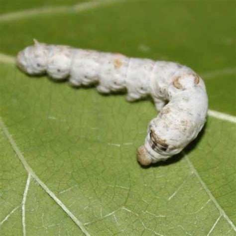 Silkworm Eggs For Sale With Easy Hatching Instructions - Coastal Silkworms®