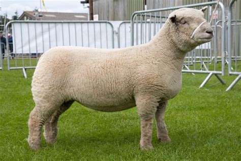 Southdown sheep - Alchetron, The Free Social Encyclopedia