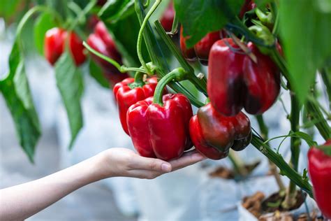 woman holding a bell pepper plant