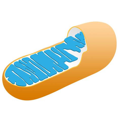 Mitochondria png free unlimited png download