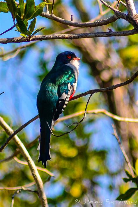 Tocororo: How Finding Cuba's National Bird Allowed Me to Leave - Jenny Far Away