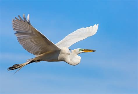 Great Egret Flying with Stick for Nest - ViewBug.com