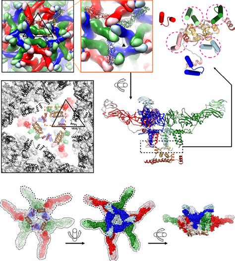 Capsid protein is important for the organization of the virus... | Download Scientific Diagram