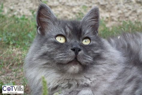 4 Striking Siberian Cat Colors & Patterns (With Pictures)