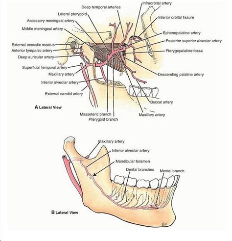 Dentistry lectures for MFDS/MJDF/NBDE/ORE: A NOTE ON PTERYGOPALATINE FOSSA