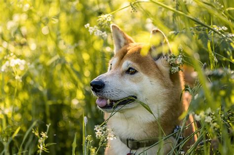 Cute Shiba Puppy