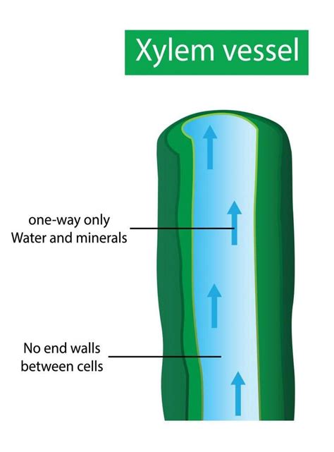 Simple Xylem Vessel Diagram