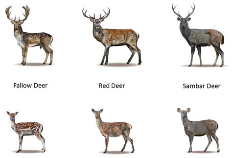 deer types - Google Search | Deer species, Sambar deer, Deer breeds