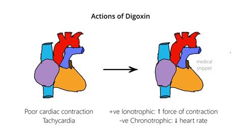 Digoxin : Mechanism of Action - YouTube