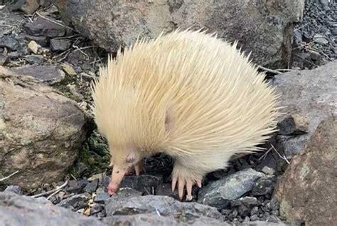 Penemuan Dua Landak Semut Albino di Australia