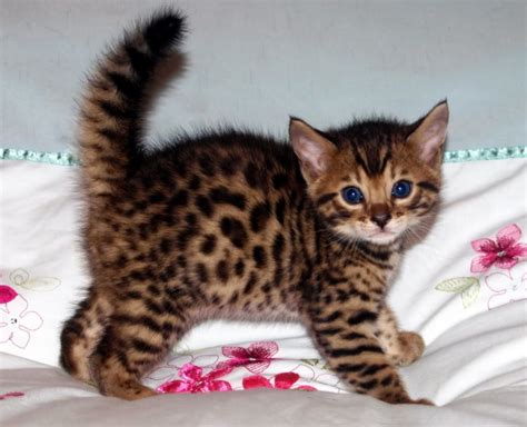 Baby Bengal Cat ~ FUROSEMIDE