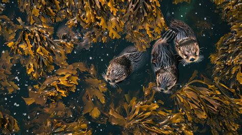 sea otters floating, kelp forest, marine mammals, otter behavior ...