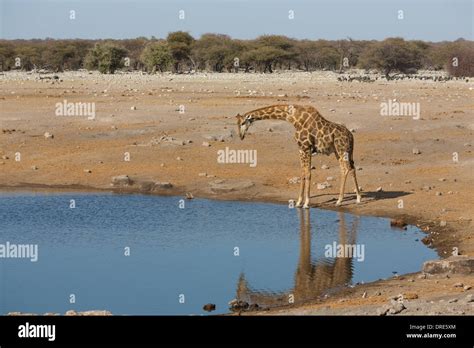 Giraffe drinking water Stock Photo - Alamy