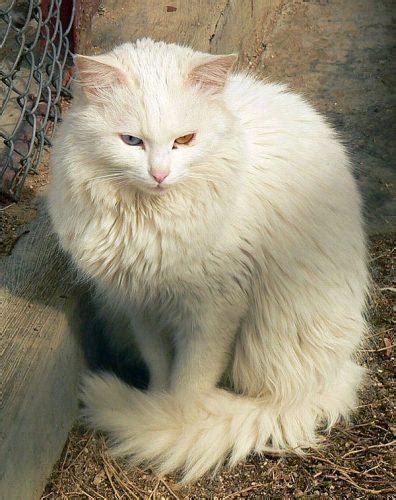 Turkish Angora Cat Info, Personality, Kittens, Pictures