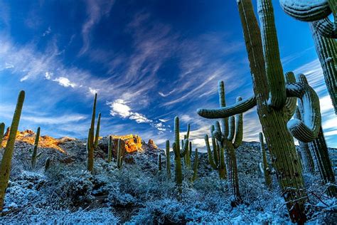 Winter Snow on Saguaro Cactus - ccPixs.com