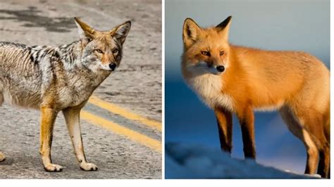 Coyote Vs Fox 11 Key Differences Between Them, 56% OFF